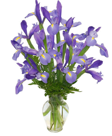 fleur d'elise